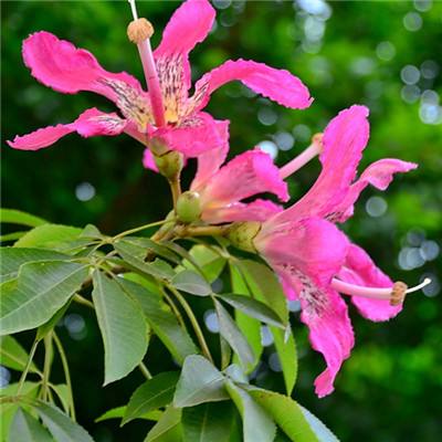 诺亚体育app下载安装手机版最新