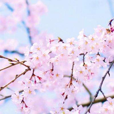 BET9登录APP下载手机版